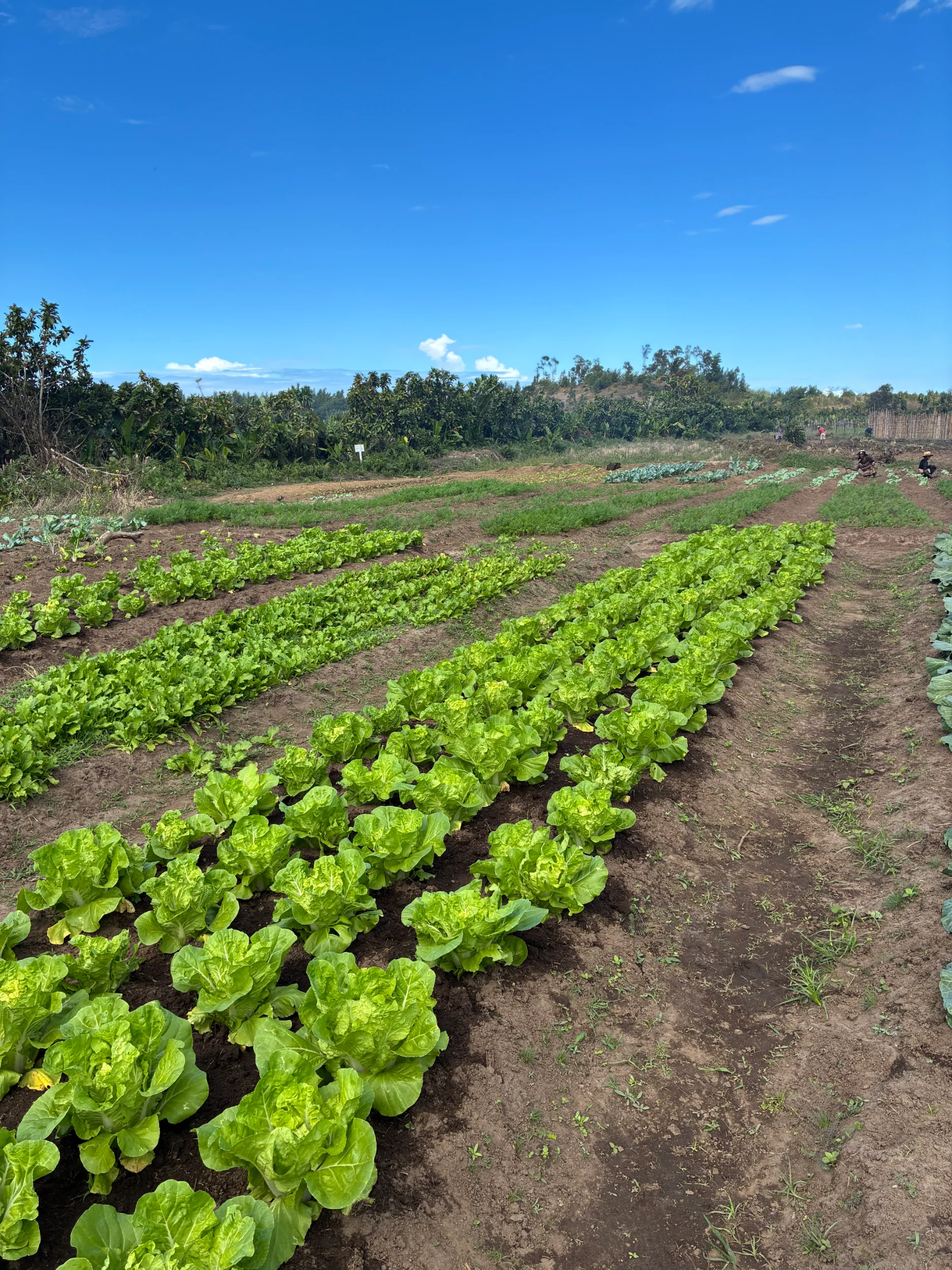 Vegetable garden at fort dauphin