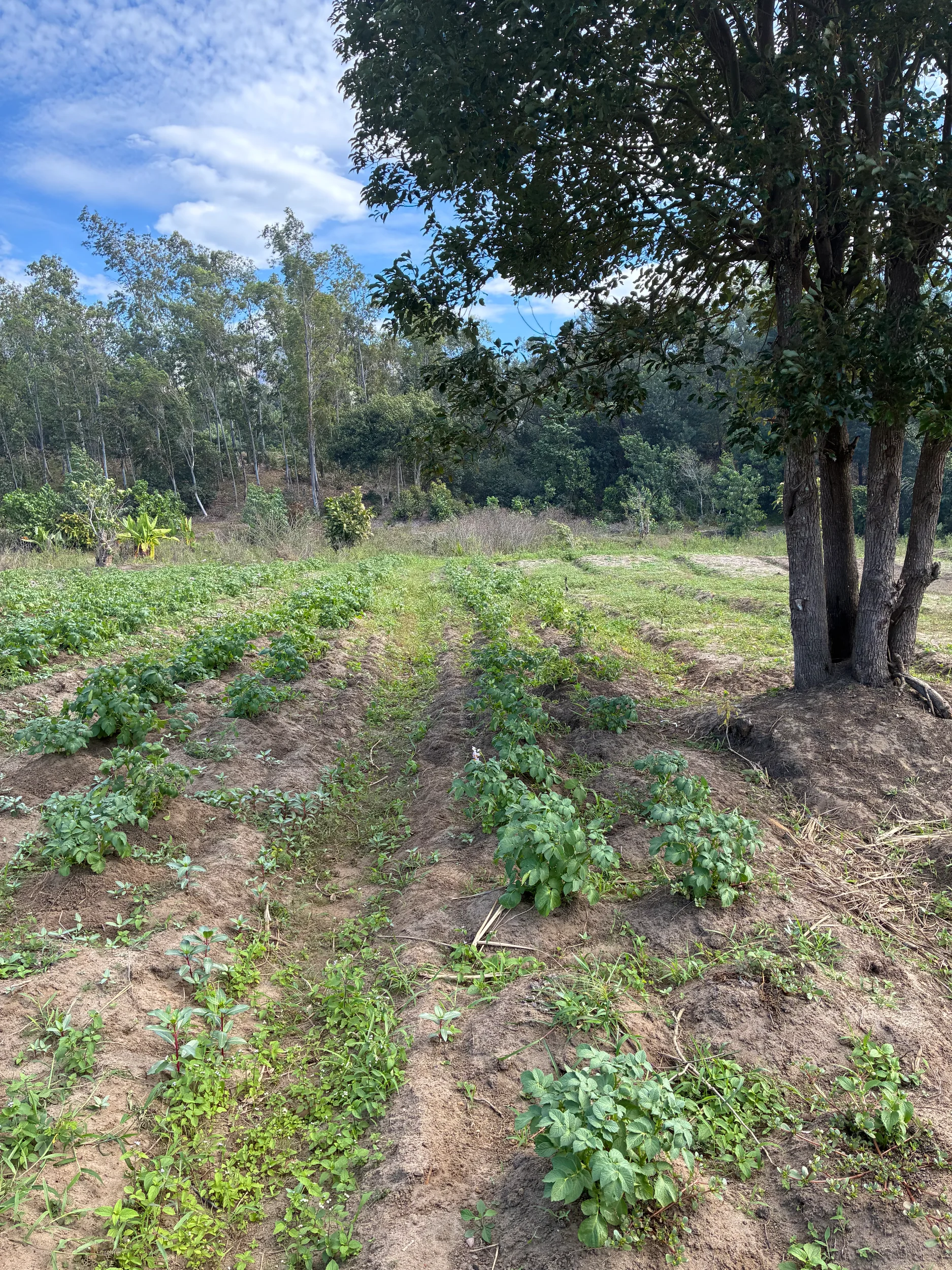Rows of potato plants growing on a farm near Fort Dauphin