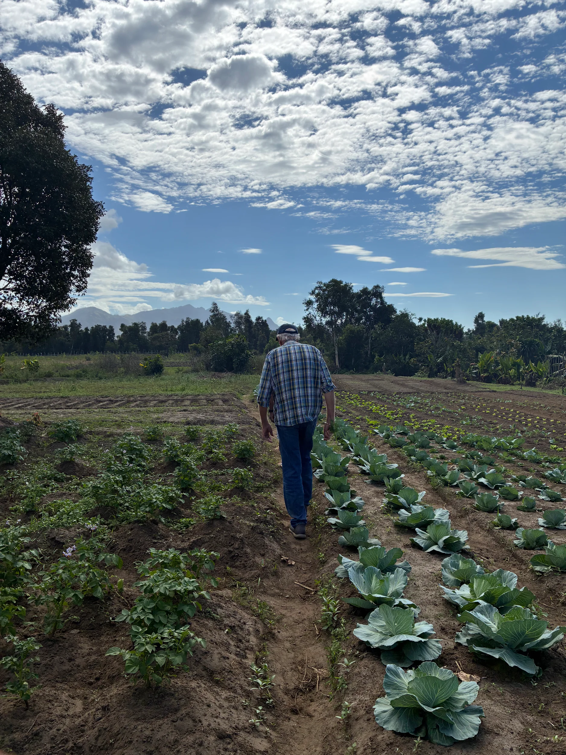 A man walking between rows of cabbage in a vegetable field near Fort Dauphin